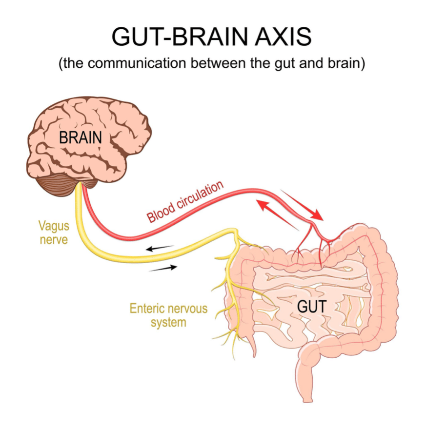Per què cada vegada hi ha més problemes digestius?